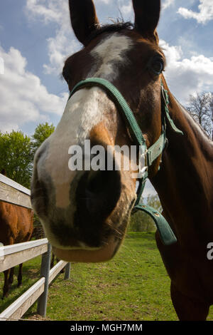 Una bella ampia angolazione di un cavallo in un campo, Italia Foto Stock