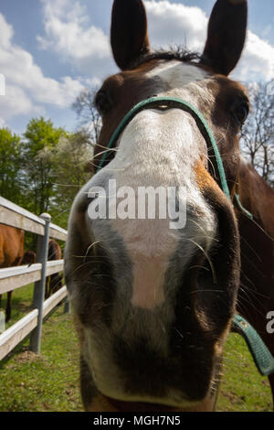 Una bella ampia angolazione di un cavallo in un campo, Italia Foto Stock