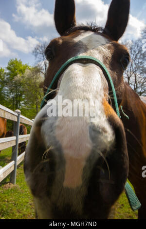 Una bella ampia angolazione di un cavallo in un campo, Italia Foto Stock