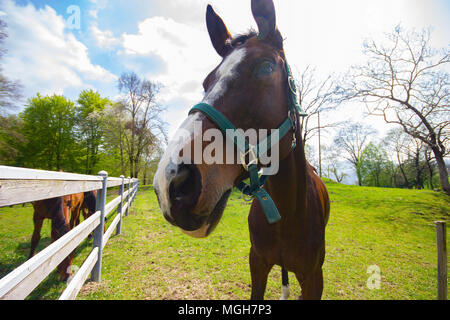 Una bella ampia angolazione di un cavallo in un campo, Italia Foto Stock