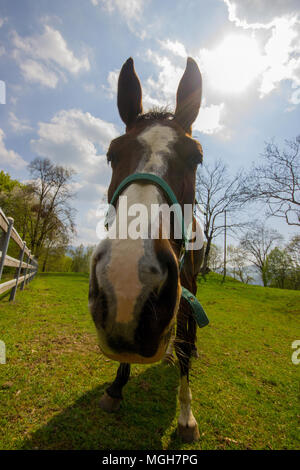 Una bella ampia angolazione di un cavallo in un campo, Italia Foto Stock