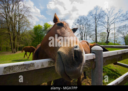 Una bella ampia angolazione di un cavallo in un campo, Italia Foto Stock