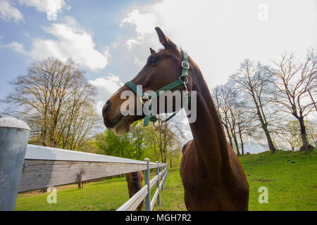 Una bella ampia angolazione di un cavallo in un campo, Italia Foto Stock