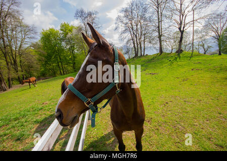 Una bella ampia angolazione di un cavallo in un campo, Italia Foto Stock