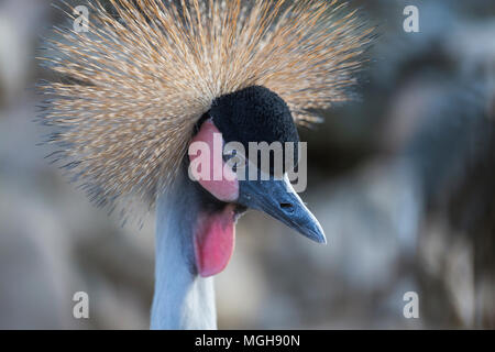 Close-up ritratto di Grey Crowned Crane bird, vista frontale Foto Stock