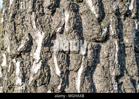 Corteccia di albero di betulla Foto Stock