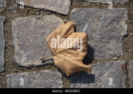 Essiccato maple leaf sul terreno Foto Stock