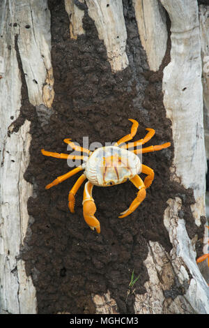 Nero granchio terrestre (Gecarcinus ruricola) penisola di Zapata, CUBA Foto Stock