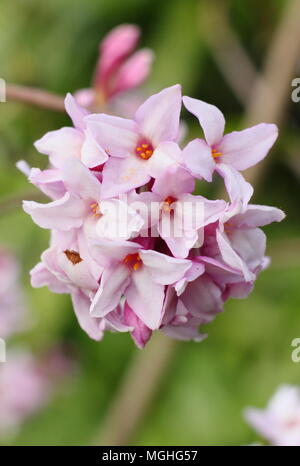 Daphne bholua 'Jacqueline Postill' arbusto profumato fioritura in inverno in un giardino inglese,UK Foto Stock