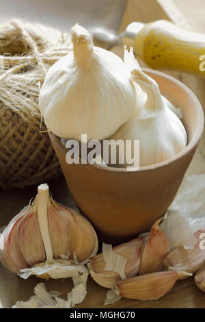 Allium sativum 'Cristo'. 'Cristo' aglio bulbo spicchi pronti per la piantagione, Regno Unito Foto Stock