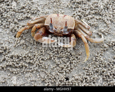 Di colore rosso o arancione fantasma o granchio di sabbia con colore pallido corpo è nella parte anteriore della sua tana o foro con sfere di sedimenti o pellet realizzato dalla sabbia. Foto Stock