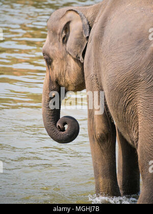 Profilo verticale schematica di un elefante nel fiume in Sri Lanka. Foto Stock
