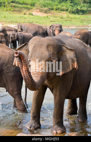 Vista verticale di un branco di elefanti in acqua in Sri Lanka. Foto Stock