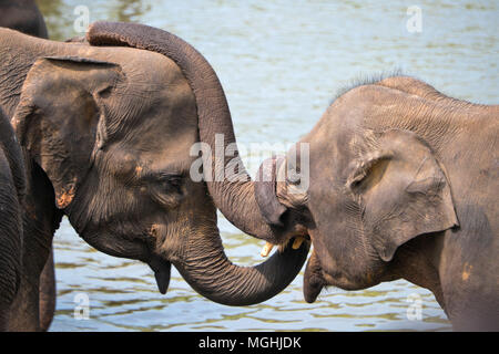 Vista orizzontale di elefanti torcendo insieme le linee in Sri Lanka. Foto Stock