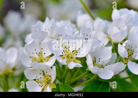 Fiori di colore bianco su Pear Tree (conferenza pera) in primavera Foto Stock