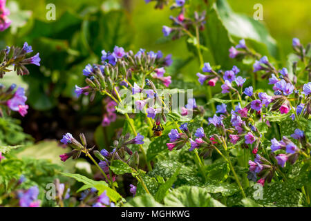 Molla di coloratissimi fiori di bosco.rosa e fiori blu lungwort immacolata o Suffolk lungwort Pulmonaria obskura in primavera Foto Stock