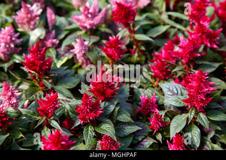 Rosso fiori Celosia, sullo sfondo della natura vista dall'alto. Foto Stock