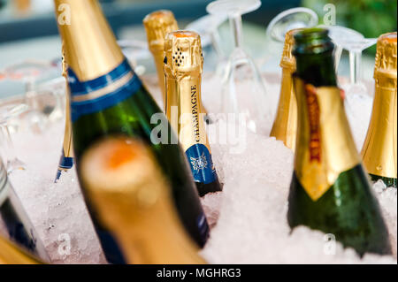 Le bottiglie di champagne in un secchio su ghiaccio in un refrigeratore Foto Stock