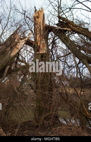 In primo piano è rotto albero, foglie e rametti. In fondo è stagno. Foto Stock