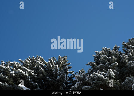 Inverno blu cielo senza nuvole e un pino abete con una spolverata di luce neve invernale sui rami di questa lussureggiante bosco sempreverde fauna Foto Stock