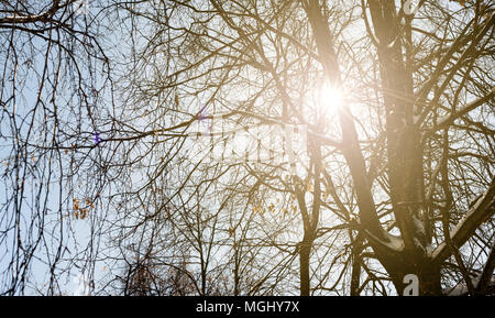 Caldo oro inverno luce del sole che filtra attraverso i rami di una foresta invernale con rami coperti di neve. Area Copyspace per viaggi idee per le vacanze e Foto Stock