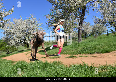 Slakovtsi, Bulgaria - 21 Aprile 2018: giovane donna in esecuzione con il suo cane Weimaraner durante la primavera caninecross gara Slakovtsi vicino lago. Foto Stock