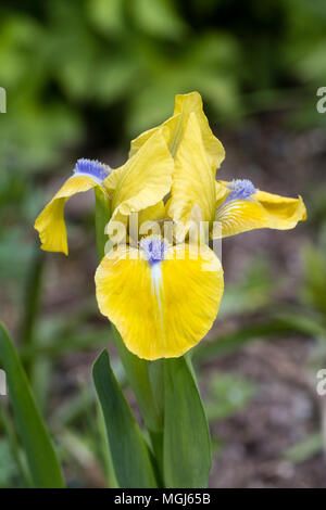 Giallo cade e standard con una barba blu della nana standard barbuto, iris Iris "Beffa' Foto Stock