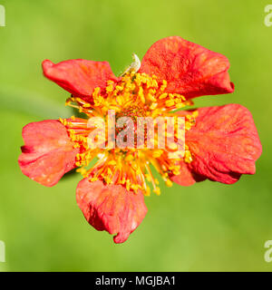 Una ripresa macro di un colore rosso brillante geum bloom. Foto Stock