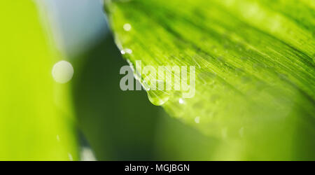 Sfondo con foglie verdi in gocce di rugiada. Gocce di rugiada su foglie di mughetti, illuminata con il sun. Foto Stock