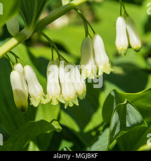 Una macro shot di alcuni piuttosto campana bianco come fiori. Foto Stock