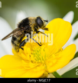 Una macro shot di hoverfly che imita un bee seduti su un ranuncolo. Foto Stock