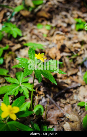 Fioritura primaverile Eranthis hyemalis ( Aconiti ). Fioritura giallo brillante veratro invernali fiori in primavera la foresta Foto Stock
