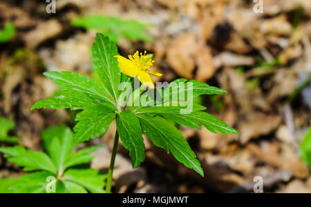 Fioritura primaverile Eranthis hyemalis ( Aconiti ). Fioritura giallo brillante veratro invernali fiori in primavera la foresta Foto Stock