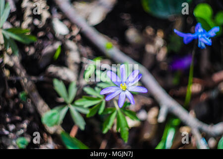 Blue Hepatica fiori selvatici nel tempo sring foresta come un background stagionale Foto Stock