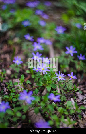 Blue Hepatica fiori selvatici nel tempo sring foresta come un background stagionale Foto Stock