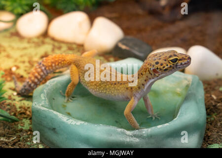 Comune giallo leopard gecko in piedi in acqua un abbeveratoio nel terrarium Foto Stock