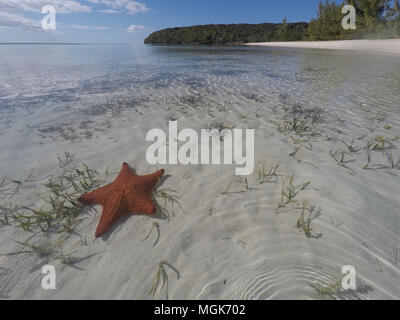 Abacos, Bahamas - una grande orange sea star su un fondo di sabbia vicino a una spiaggia Foto Stock