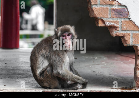 Berber monkey siede sulla terra e la guarda avanti Foto Stock