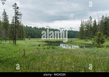 Grande Lago Arber, Bavaria - Germania Foto Stock