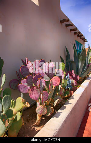 Viola Ficodindia cactus e Agave contro una parete nella vecchia Las Cruces NM Foto Stock
