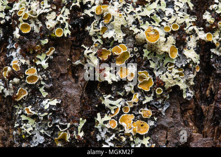 Licheni crescono sulla corteccia di un albero di hemlock a Halifax, Nova Scotia, Canada. Foto Stock