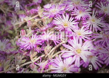 Ape su fiore di piante succulente Foto Stock