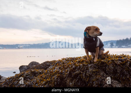 Piccolo Cane, Chihuahua, seduto su una roccia durante una vibrante del tramonto. Preso in Belcarra, Vancouver, British Columbia, Canada. Foto Stock