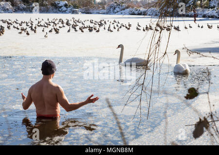 Uomo di nuoto con anatre e cigni in un lago ghiacciato durante una soleggiata giornata invernale. Preso in Ambleside Park, West Vancouver, British Columbia, Canada. Foto Stock