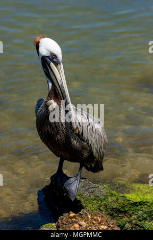 Pellicano marrone in piedi sulle rocce al st. Andrews State Park Panama city beach florida Foto Stock