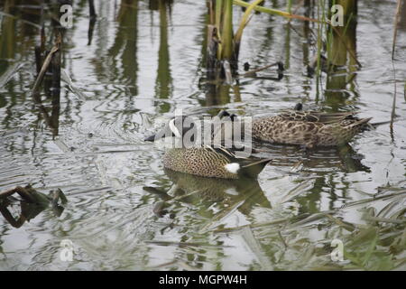 Blue-Wing Teal Foto Stock