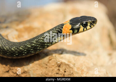 Natrix natrix. Close up della biscia strisciando su una pietra con una testa sollevata Foto Stock