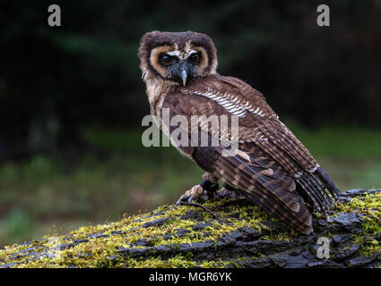 Asia il gufo di legno (Captive Bird) Foto Stock