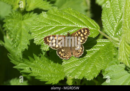 Un incredibile screziato legno butterfly (Pararge aegeria) arroccato su una foglia. Foto Stock