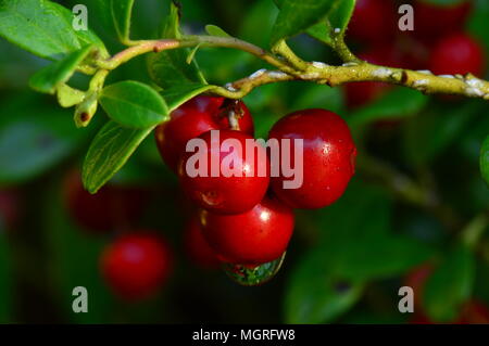 Ramo bacche cowberry al mattino gocce di rugiada su una mattina d'estate Foto Stock